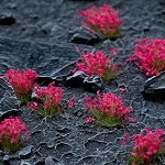 Gamers Grass Pink Flowers