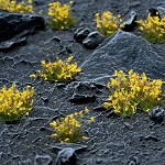 Gamers Grass Yellow Flowers