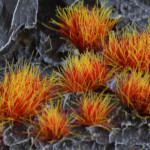 Gamer's Grass: Alien Fire Tuft (6mm)